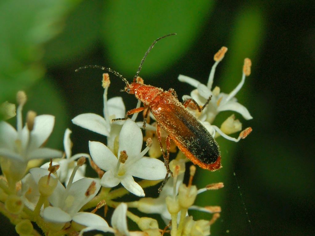 Floricolo rosso: Rhagonycha